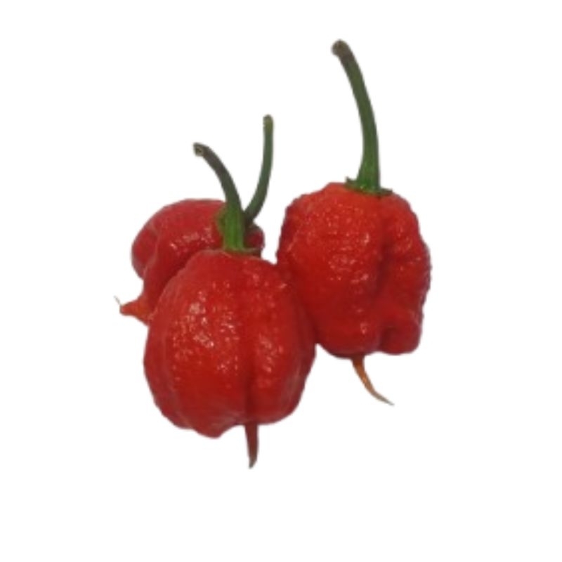 

Carolina Reaper