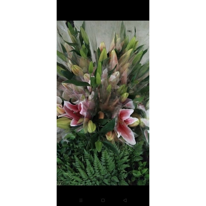 Bunga Lily Segar