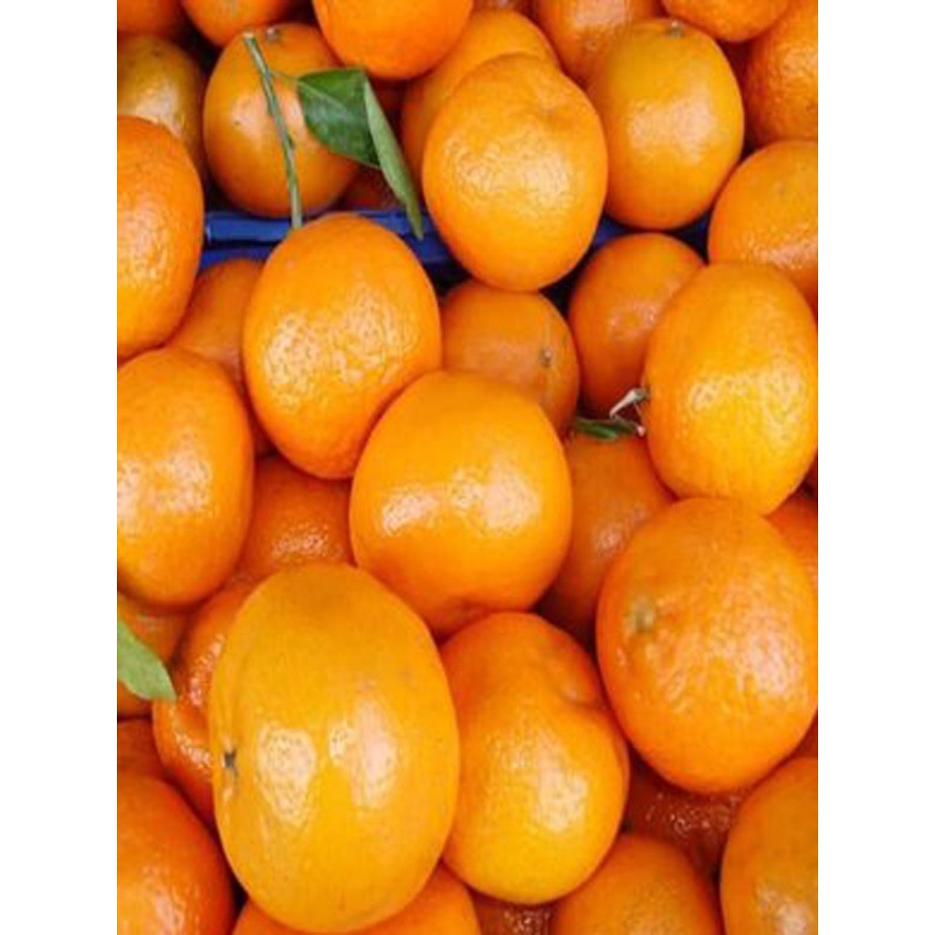 

Green Earth - Bibit Benih Biji Buah Jeruk Santang Manis - Biji Tanaman Buah Jeruk Santang -Bibit Jeruk Santang-COD