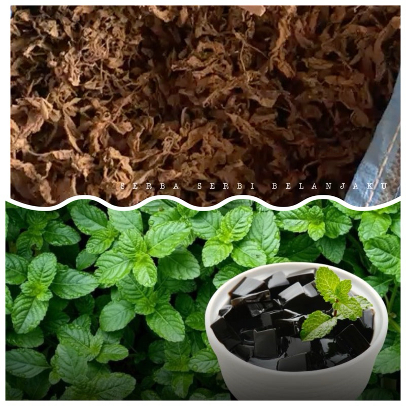 

Daun Cincau Hitam Murni