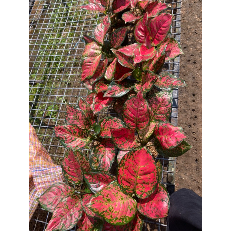 Aglaonema dud anjamani