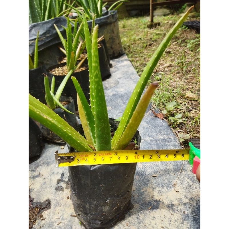 Bibit Lidah Buaya Barbadensis