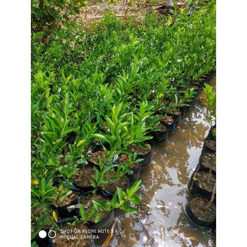 BIBIT JERUK SANTANG MADU VALID