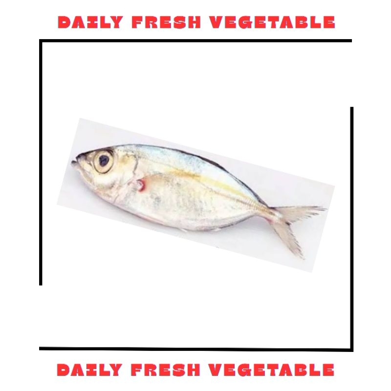 

Ikan Kembung Como Fresh 500gr