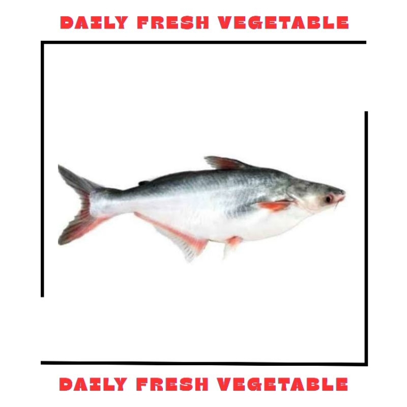 

Ikan Patin Fresh 500gr