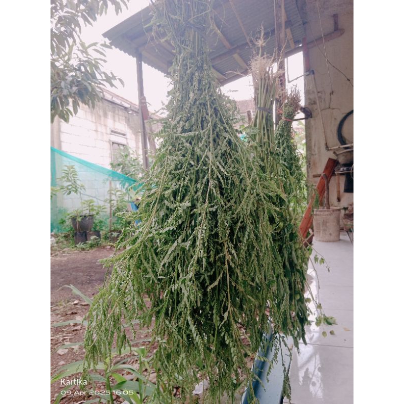 

Teh meniran kering obat herbal alami