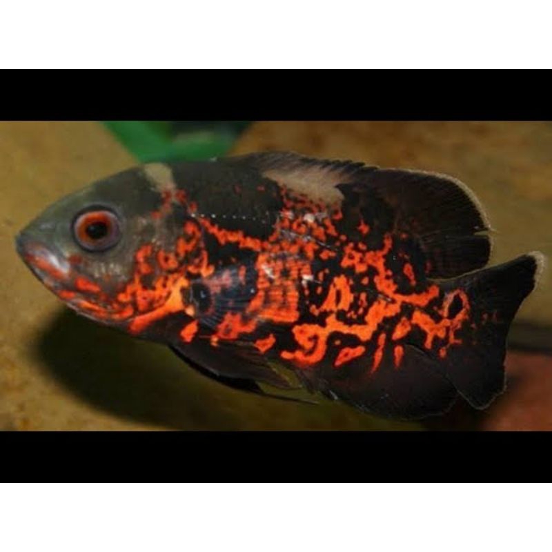 Ikan Oscar Tiger Batik Good marking ukuran 2/3 jari ikan hias