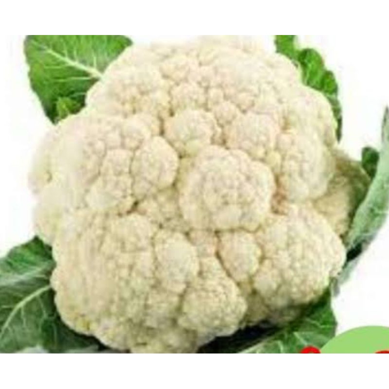 

kembang kol putih besar segar fress 1kg