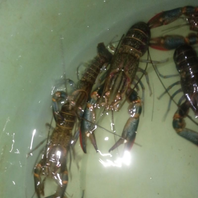 

lobster air tawar induk konsumsi
