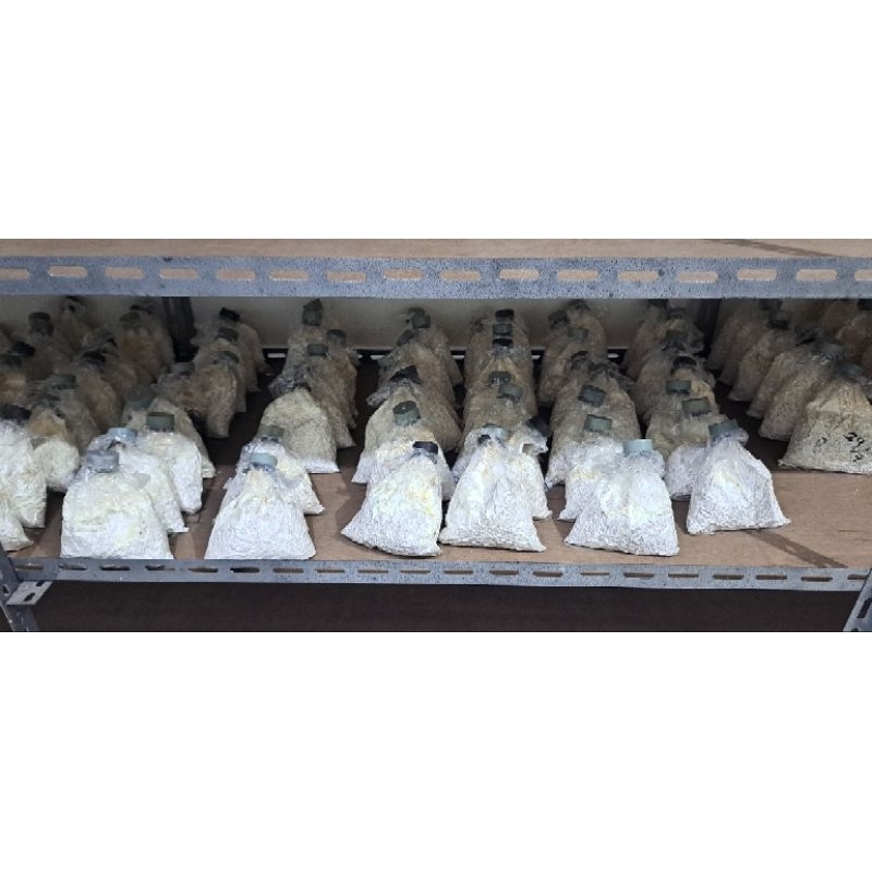 

BIBIT F2 JAMUR TIRAM PUTIH