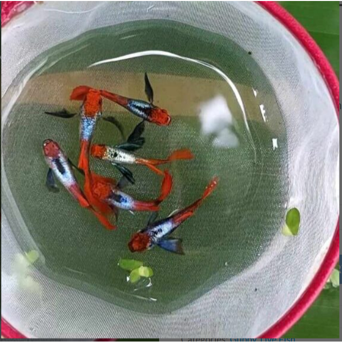 Guppy Platinum RedTail Dumbo Ear KOI ( PRTDE KOI ) Sepasang guppy PRTDE KOI ~ Hiasan Aquariumm