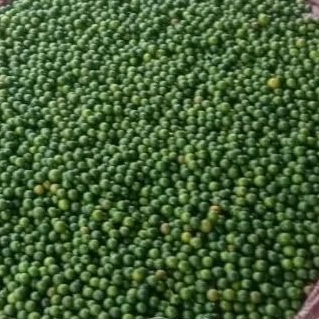 

Jeruk songkit/kasturi 100Kg langsung dari kebun