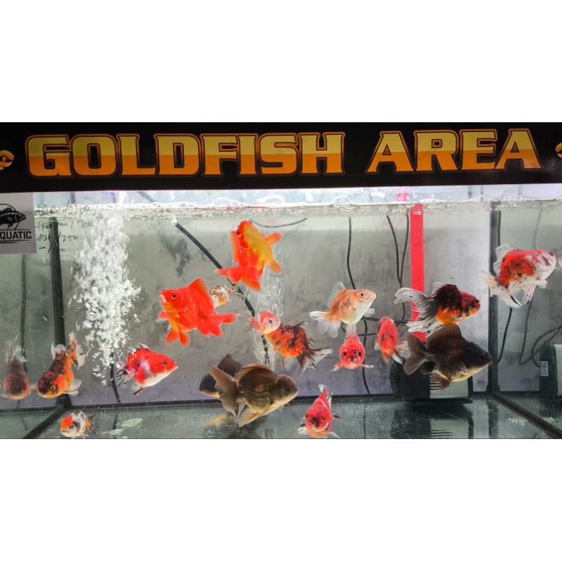 ikan goldfish/ mas koki/ ryukin, orlando, ost, mata balon