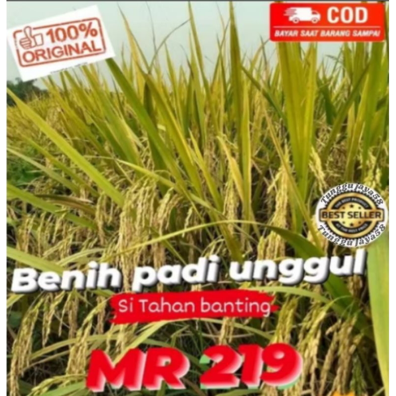 1KG BIBIT PADI UNGGUL MR 219 JUMBO KOKOH DAN TAHAN REBAH benih super
