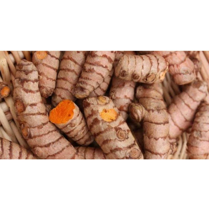 

kunyit besar kunir Oren per 1kg