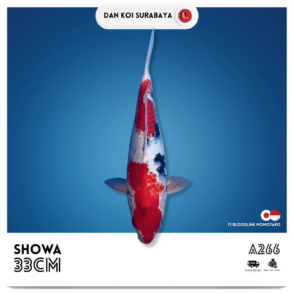 Ikan Koi Showa F1 Bloodline Momotaro Kode A266