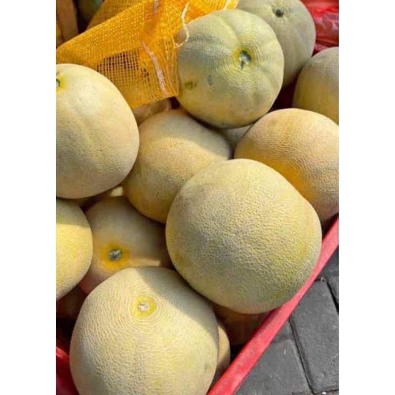 

buah melon berat 1.5kg