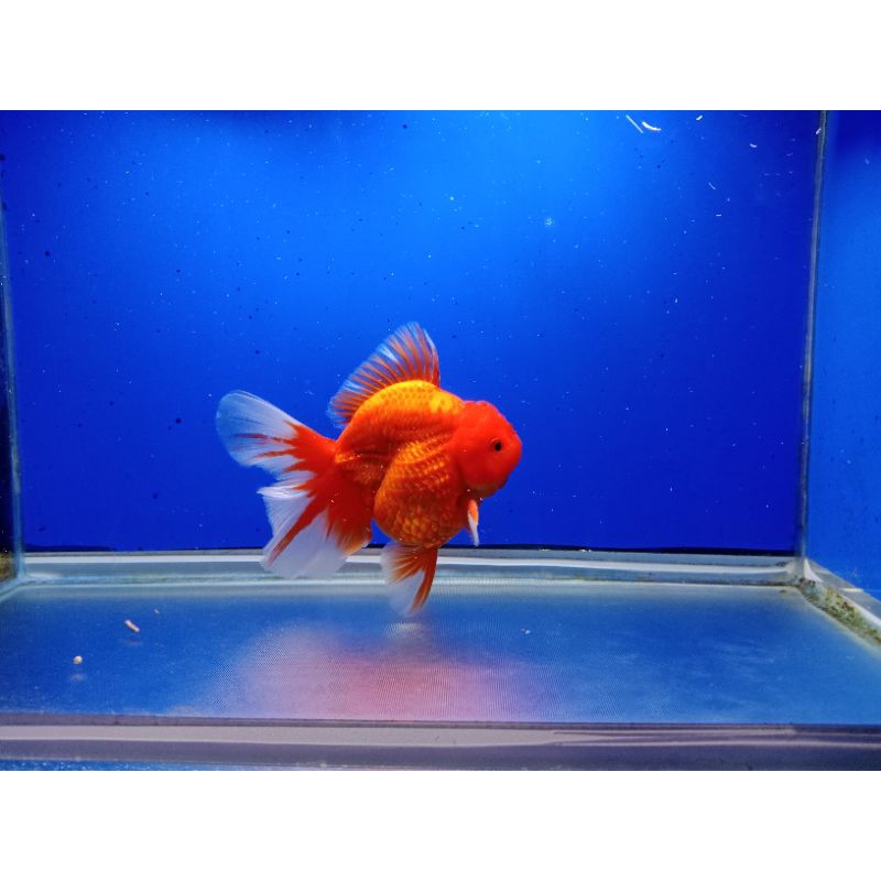 Ikan maskoki oranda rosetail