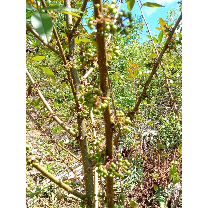 

Andaliman fresh langsung dari pohon