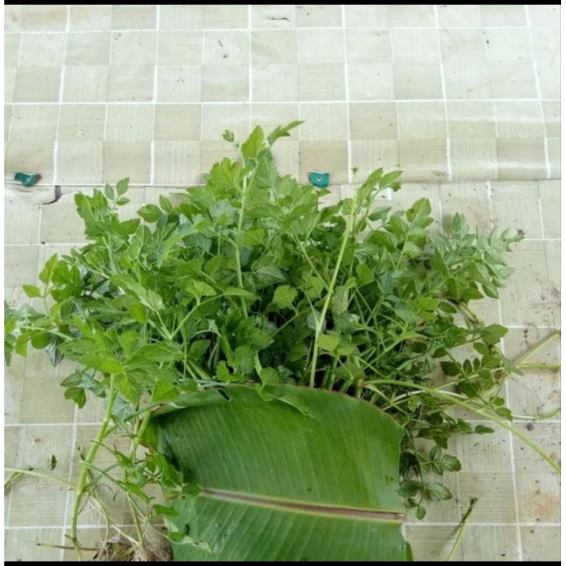 

daun seladren sayur seladren sayur tespong per ikat