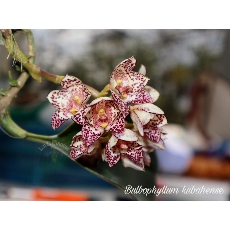 Bulbophyllum kubahense