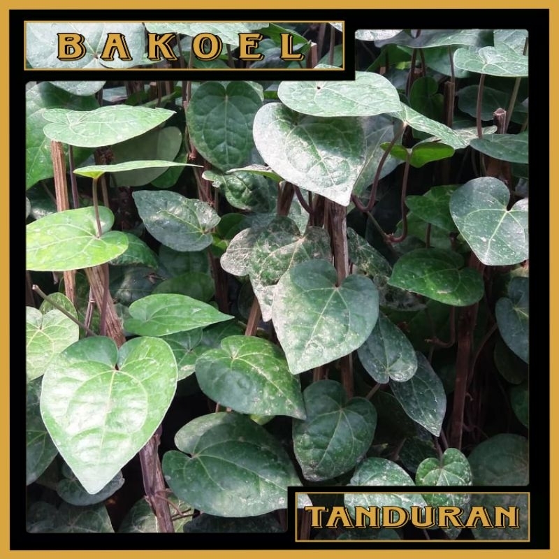 Tanaman Hias Sirih Hitam