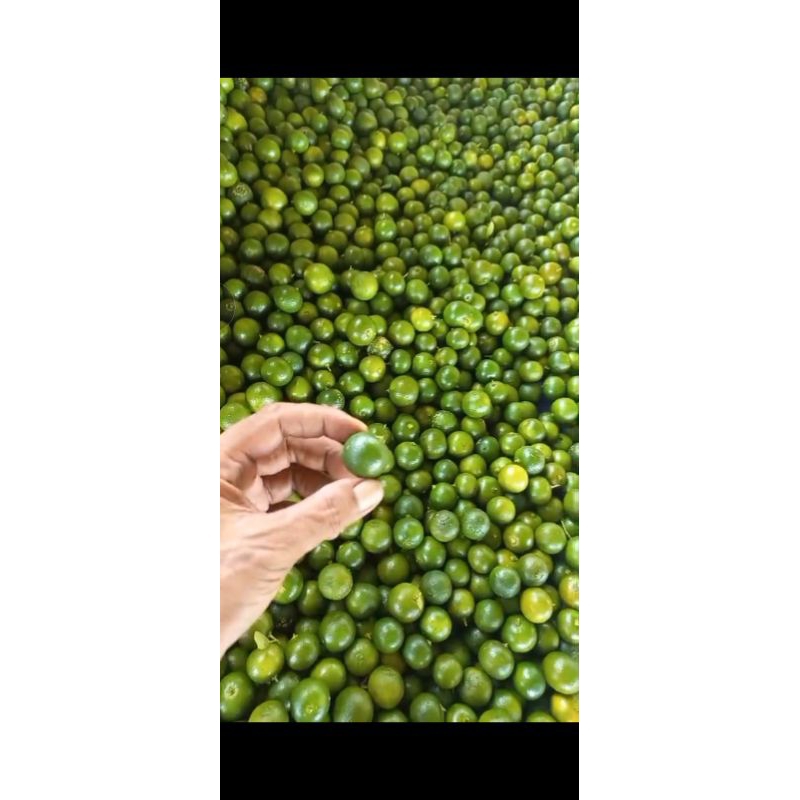 

JerukSonkitMurah-jerukKasturi-LemonCui/Kg