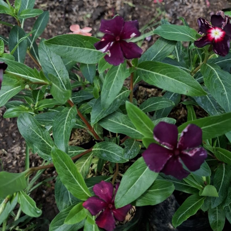 Plant/tanaman-bunga-(bukan biji) VINCA Periwinkle(Tapak dara) DARK PURPLE IMPORT rimbun