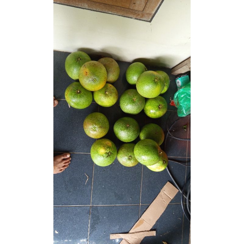 

jeruk pamelo khas lereng gunung Muria berat 1,3-1,6 kg