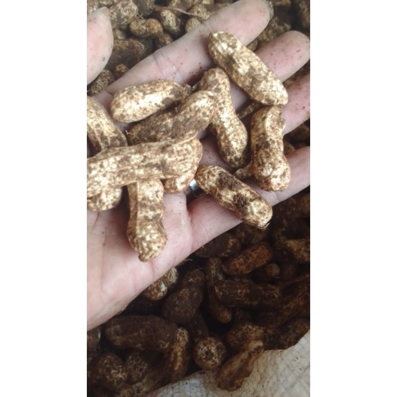 

kacang tanah garuda