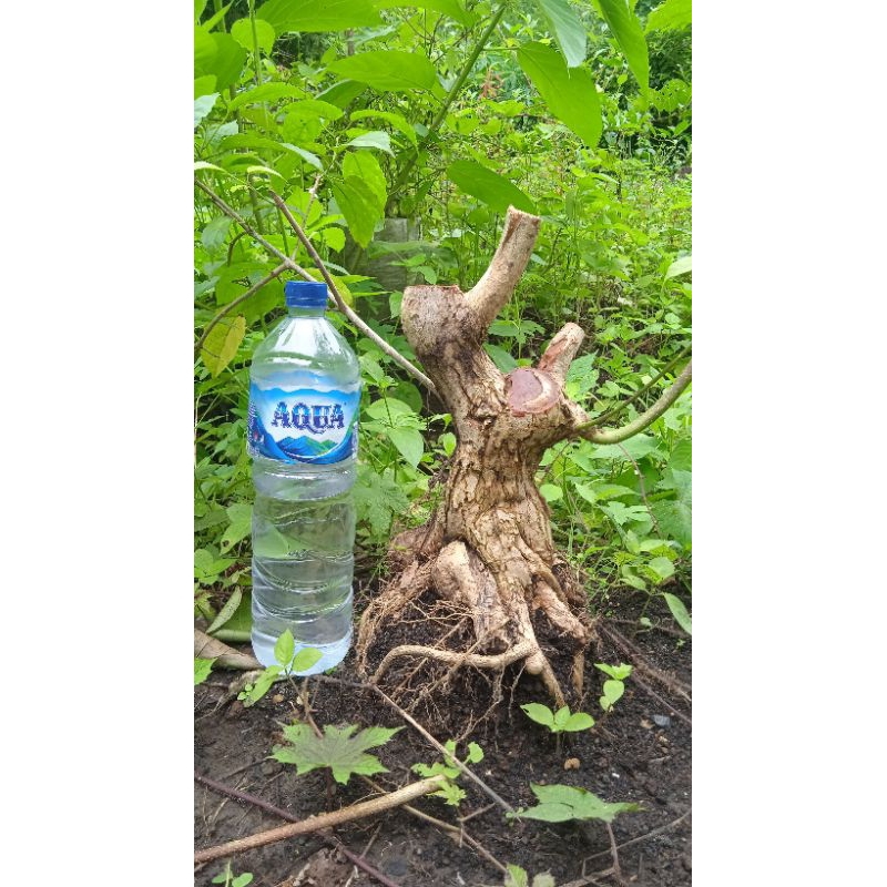 Bahan bonsai wahong