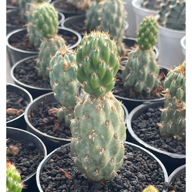 Kaktus Opuntia Miquelii