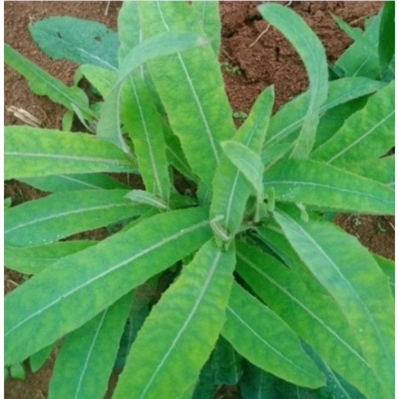 

Jual daun camawak atau tempuyung segar 1kg