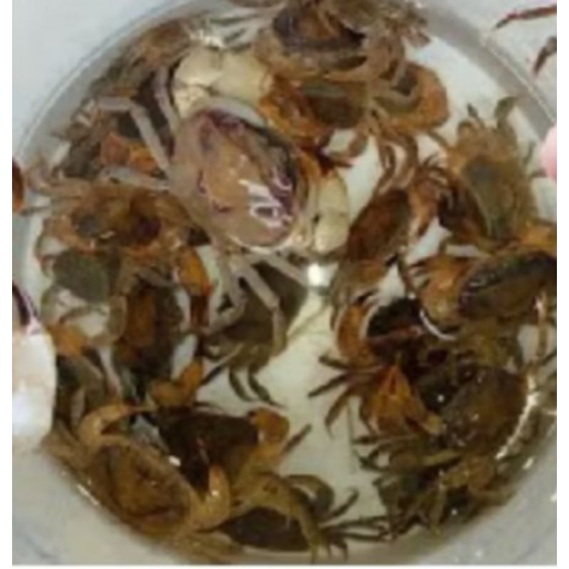 yuyu sawah.pakan pr 20ekor