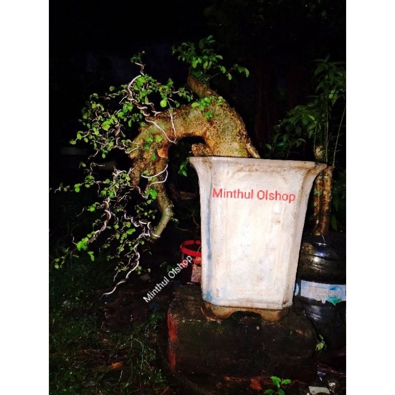 Bonsai serut case cade batang jumbo gaya air terjun sesuai foto