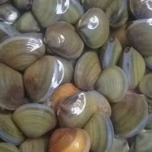 

remis sungai obat liver 500gr