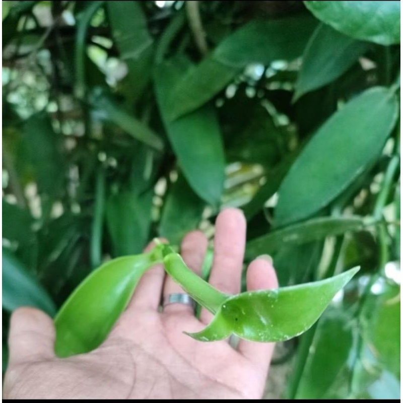 bibit vanili unggul  siap tanam