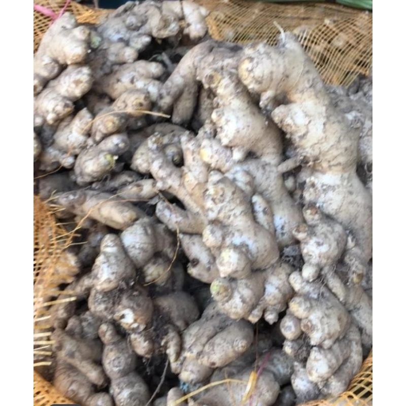 

jahe segar fresh 1 kg bumbu dapur