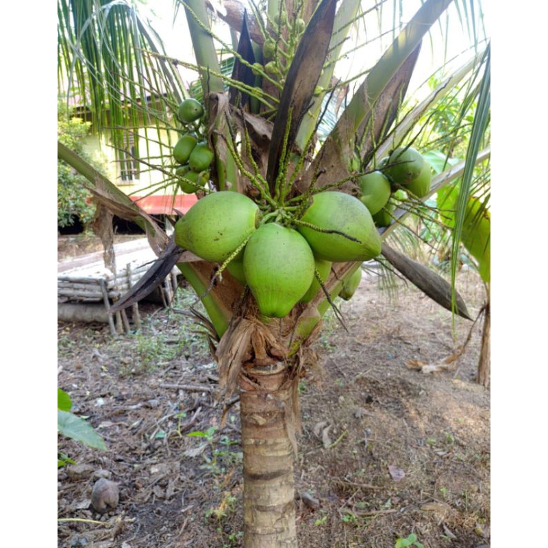 

kelapa puyuh atau kelapa kapal