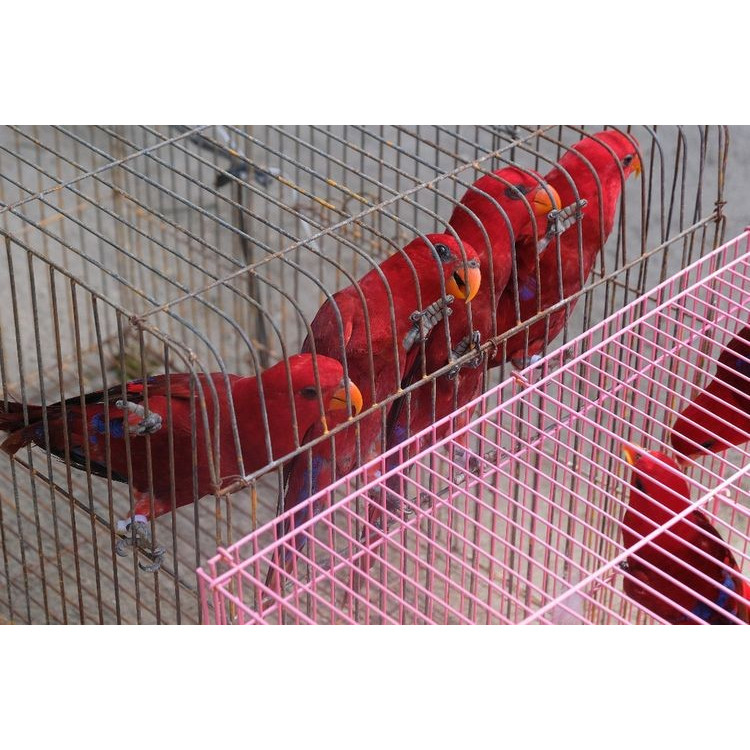 Burung Redd Jinak Merah Warna Cantik Jinak Total Jitot