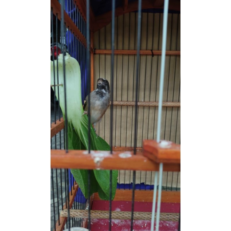 Blackthroat Somerini Jantan Gacor
