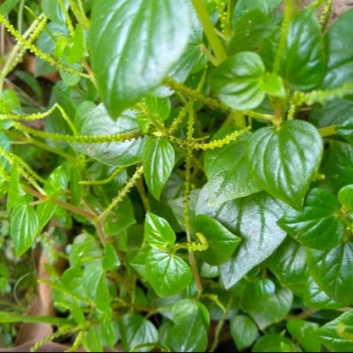 

Daun Sirih China: Natural Leaf for Oral Health 100gram