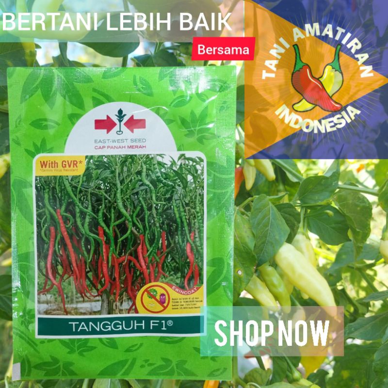 

TANGGUH F1 cabe keriting tahan virus PANAH MERAH original