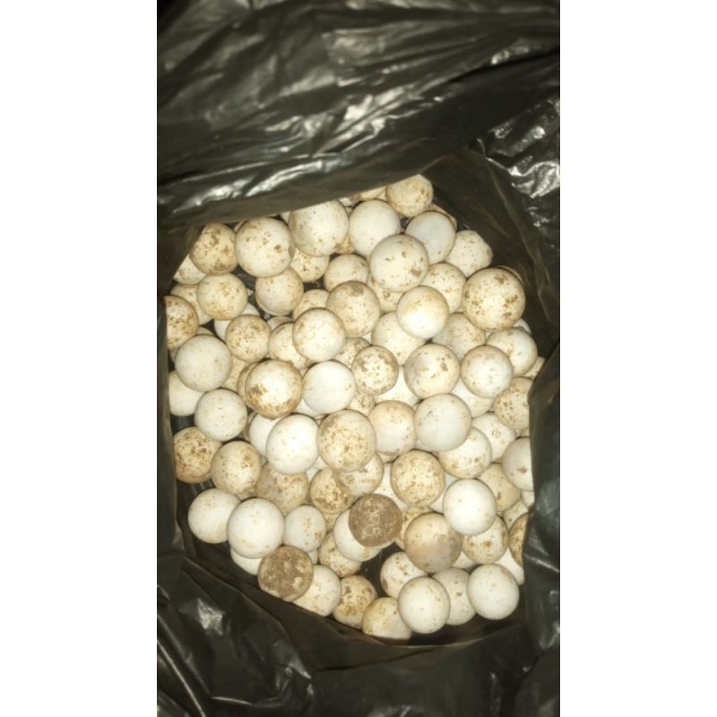 Telur Siap Netas Bulus