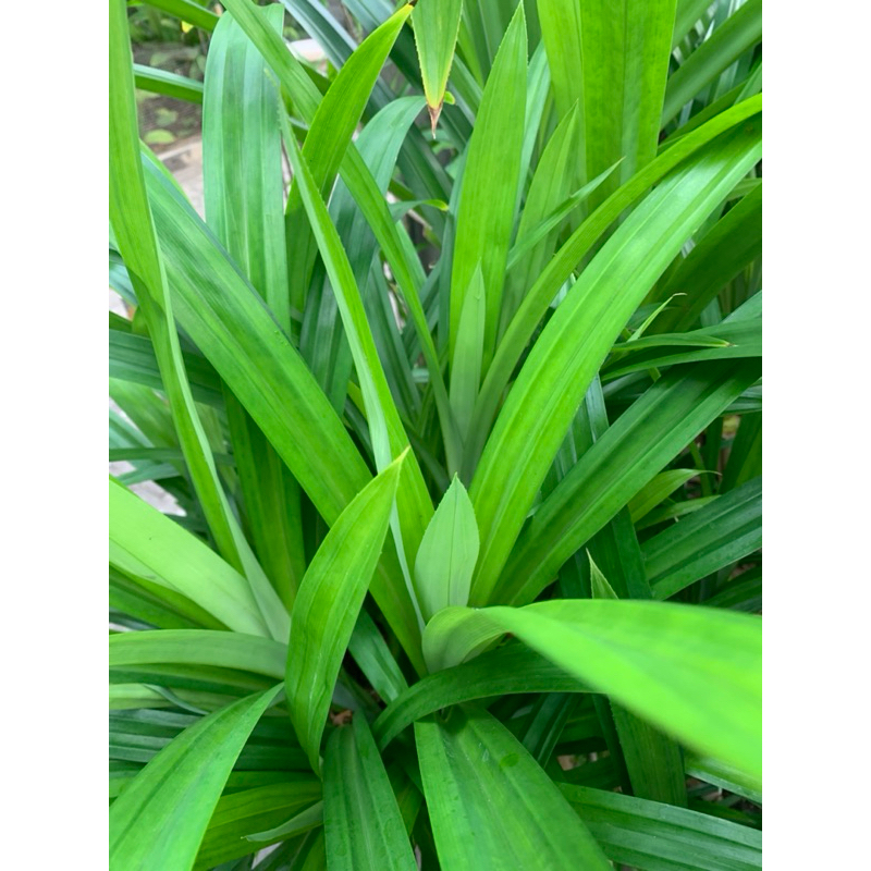 

Daun Pandan Wangi Segar