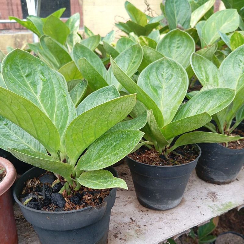 jemani mangkok super bowl