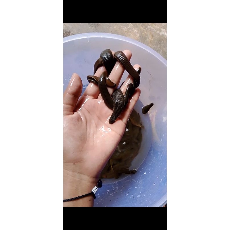 Lintah Hidup Untuk Terapi Tradisional Ukuran Besar & Tanggung Besar | Lintah Sawah Pilihan | Garansi