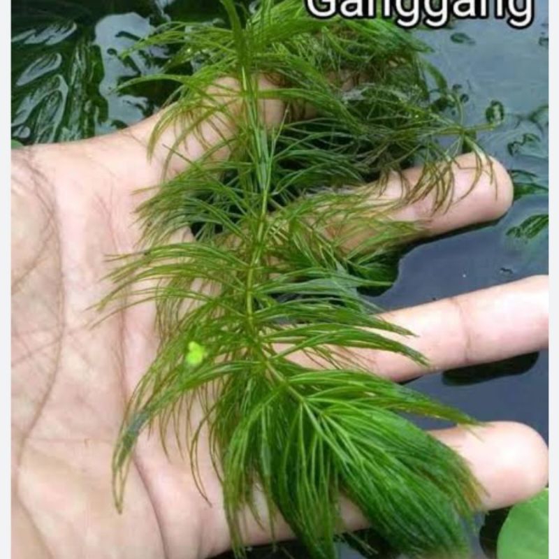 tanaman air ekor tupai