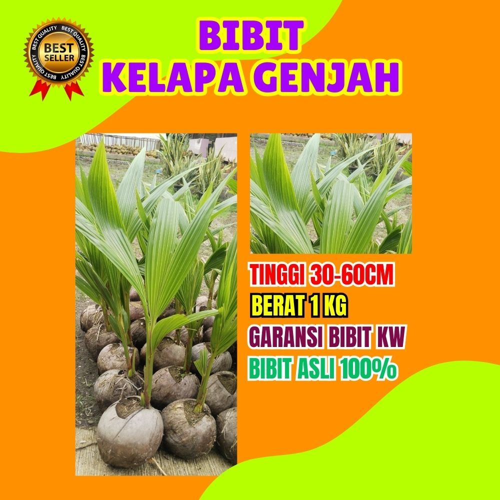 PALING DICARI.. Bibit Kelapa Besar, Bibit Kelapa Bonsai
