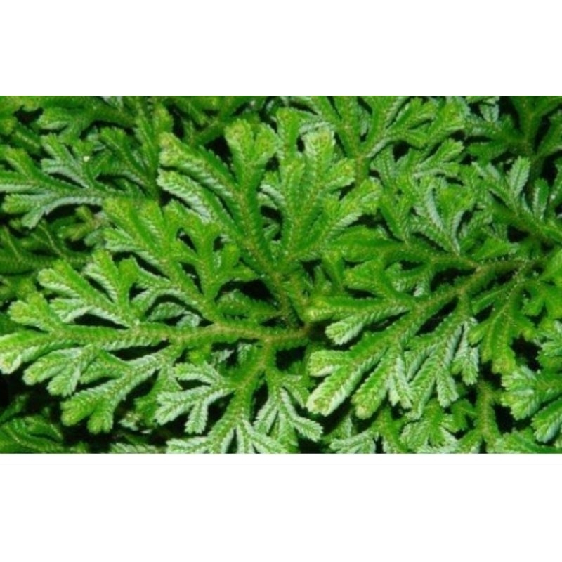 

Jual daun cakar ayam segar murah per 500 gram